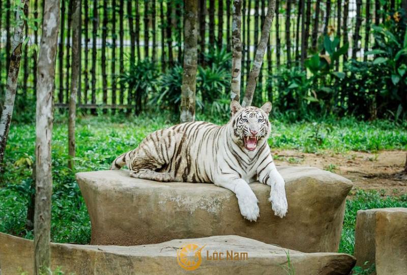 Hổ Bengal - biểu tượng quốc gia của Ấn Độ và Bangladesh