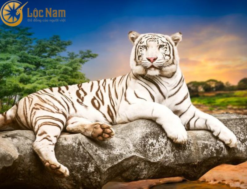 Hổ Bengal cũng đóng vai trò quan trọng trong việc bảo tồn và duy trì cân bằng sinh thái.