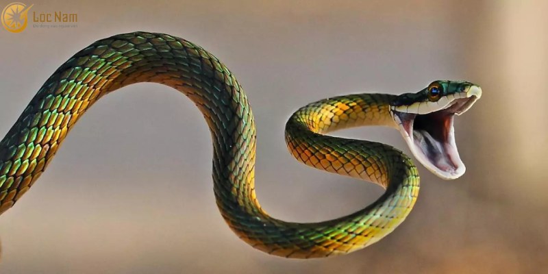Tìm hiểu về biểu tượng con rắn