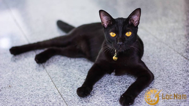Dáng vẻ độc đáo của chú mèo đen