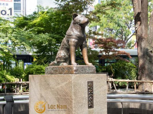 Tượng chó Hachiko được đặt tại nhà ga Shibuya, Tokyo.